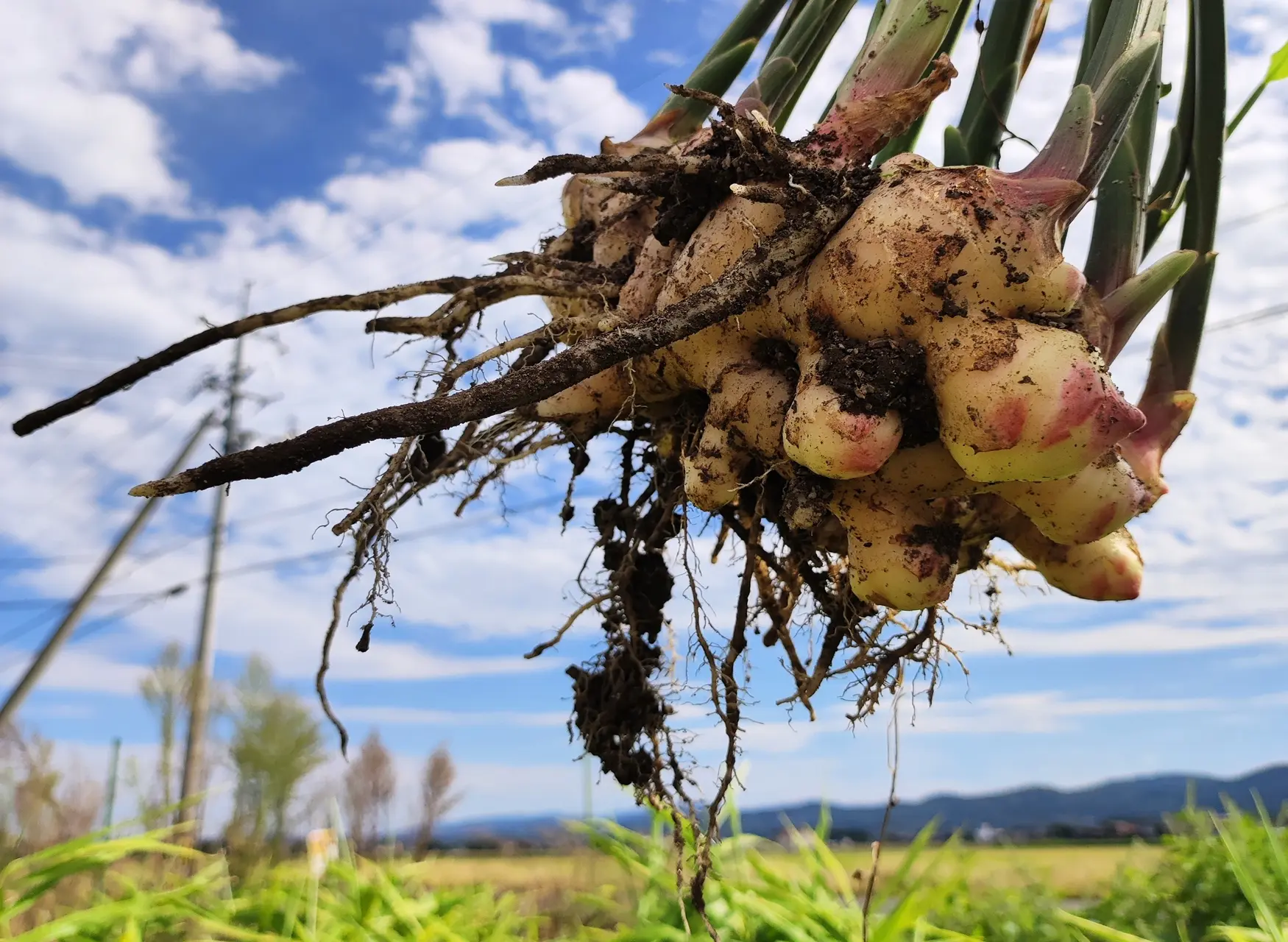 元気が出る生姜焼き